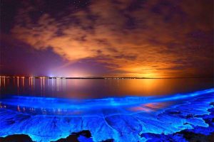 ساحل نقره ای 1