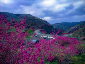 دره ارغوان ایلام