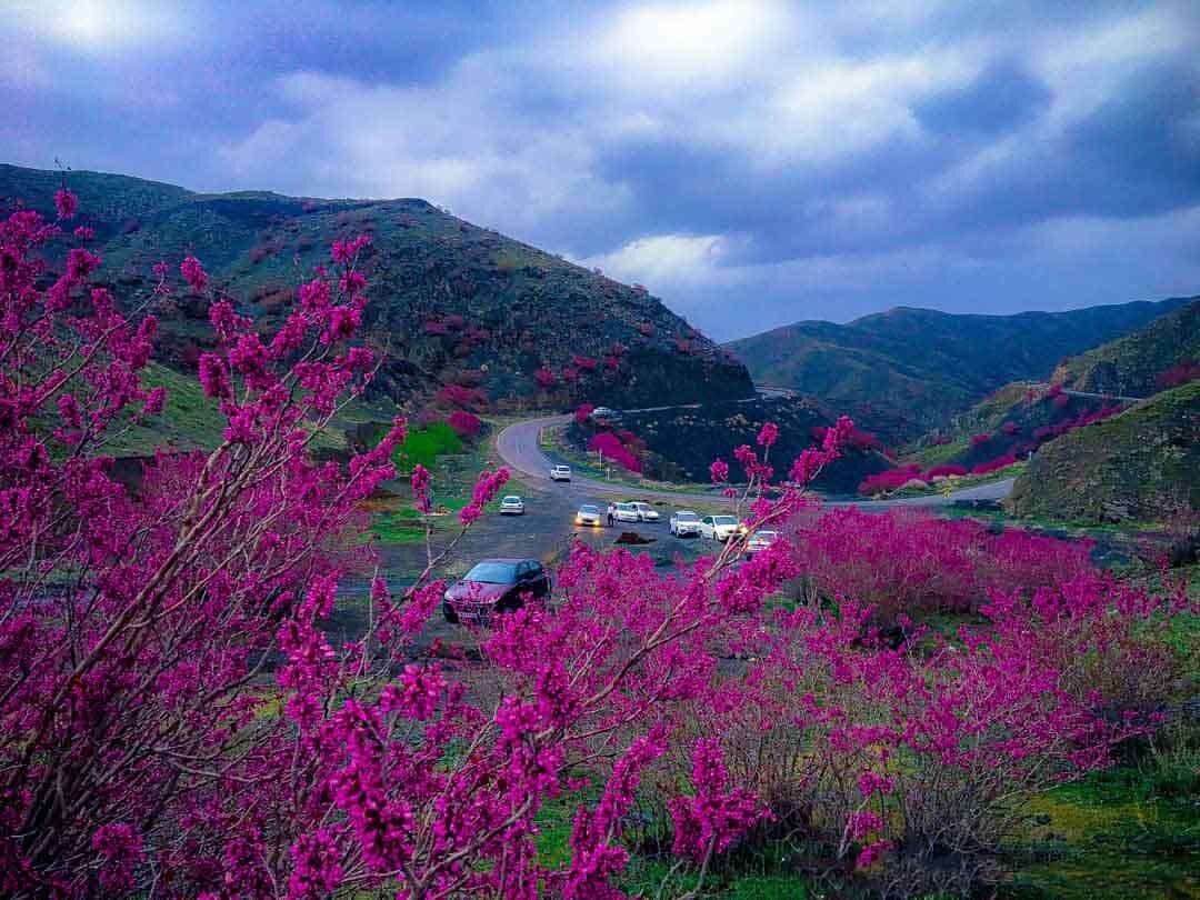 دره ارغوان ایلام