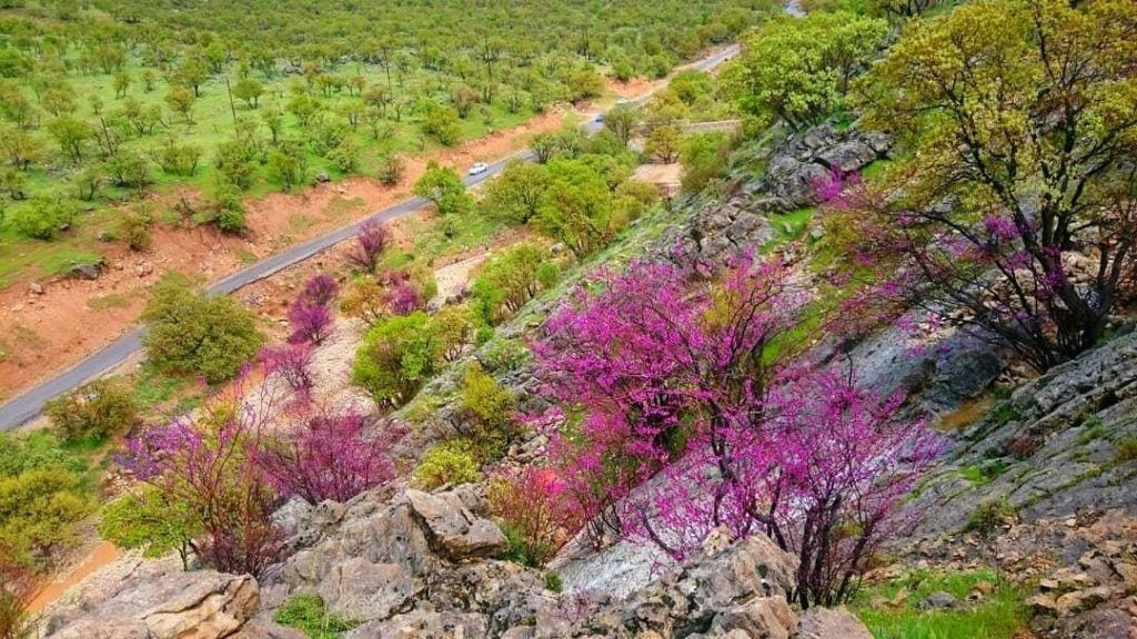 دره ارغوان ایلام زادگاه درختچه های زیبای بهاری