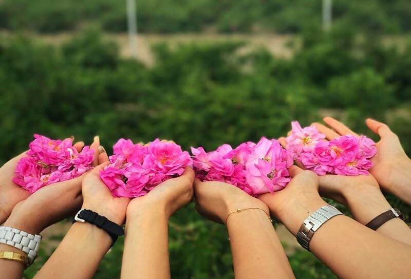 گلاب گیری کاشان 1 1