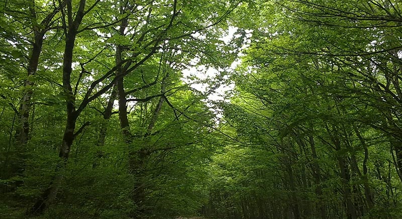 olang forest3