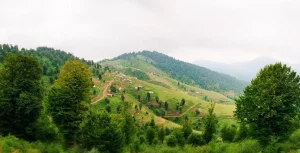 جنگل حویق